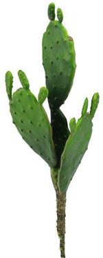 11" Large Pad Cactus Pick With Buds - Green