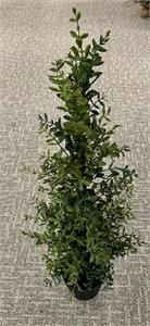 36" Potted Boxwood Tree