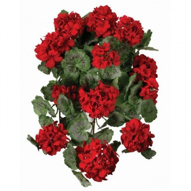 22" Hanging Summer Geranium Plant - Red