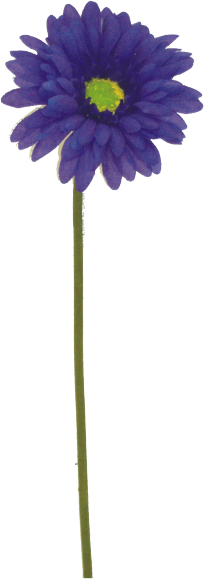 18" Gerbera Daisy - Purple or Pink