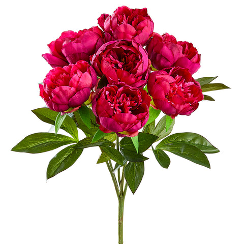 21" Peony Bush x7 Beauty