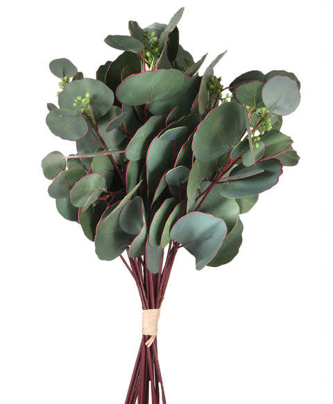 Silver Dollar Eucalyptus Bundle