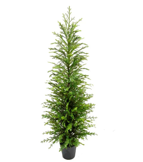 60" Norfolk Pine Tree In A Pot - Green