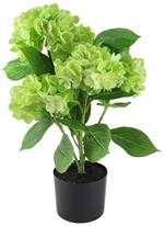 21.75"H - POTTED HYDRANGEA PLANT - GREEN