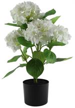 21.75"H - POTTED HYDRANGEA PLANT WHITE