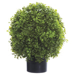 16" Boxwood Ball Topiary in Nursery Pot Green