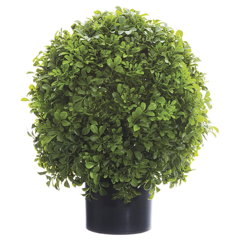 22" Boxwood Ball Topiary in Nursery Pot Green