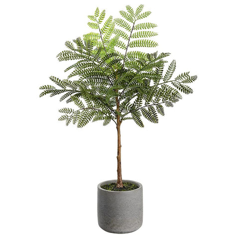 24" Jacaranda Fern in Cement Pot - Green
