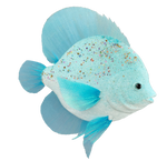 Fish Ornament - Large