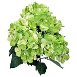 Hydrangea Bush with Leaves-Multiple Colors