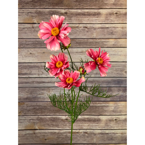 Cosmos Spray - 26"