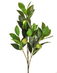 Lime Leaf Branch