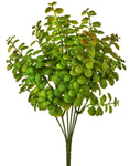 Jade Leaf Bush 12"