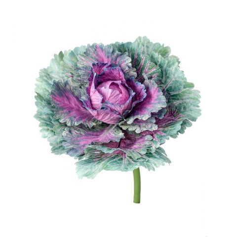 7.25" Kale Pick - Purple/Green